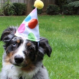 Meet your Posher, Lincoln